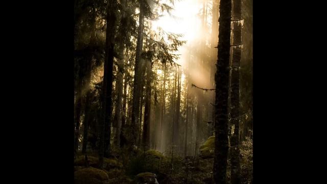 Wilhelm Stenhammar - I skogen смотреть онлайн