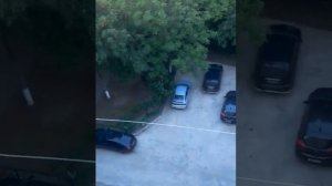 Стрижи за моим окном.