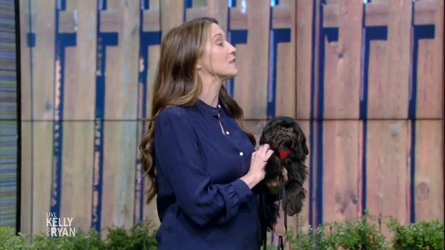 Happy Pets Week: Helping Your Dogs With Separation Anxiety смотреть онлайн