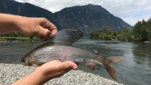 Рыбалка на реке Чулышман (Часть 2)