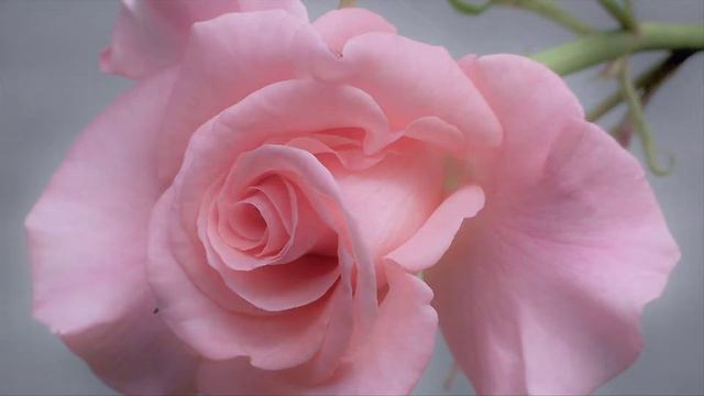 Happy Birthday George Harrison - Marwa Blues смотреть онлайн