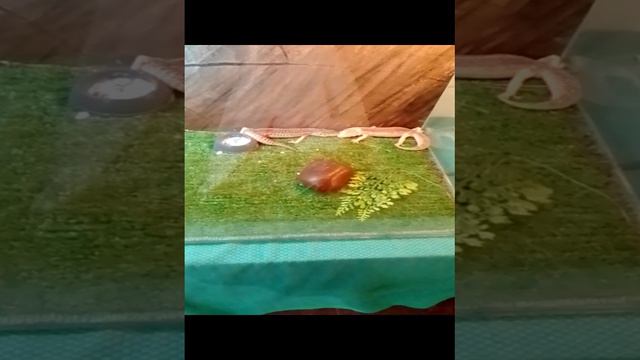 выставка пауков в пскове смотреть онлайн