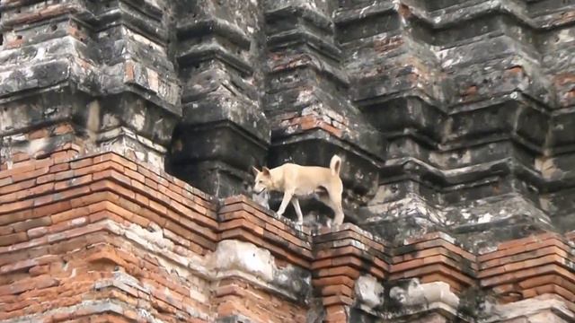 A Dog Living In The Ruins Of An Old City смотреть онлайн