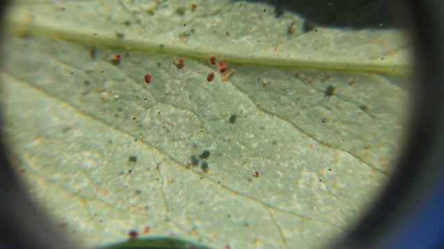Snow peas with a mite breakout. смотреть онлайн