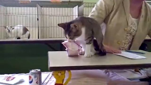 Tica show winner........ смотреть онлайн