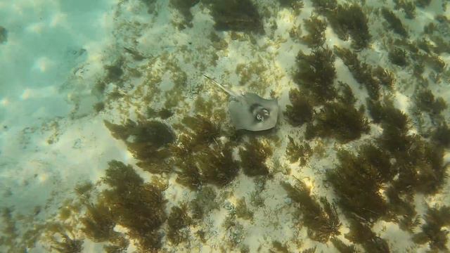 Beginner snorkel at beautiful Cottesloe Beach in Western Australia GoPro Hero9 смотреть онлайн