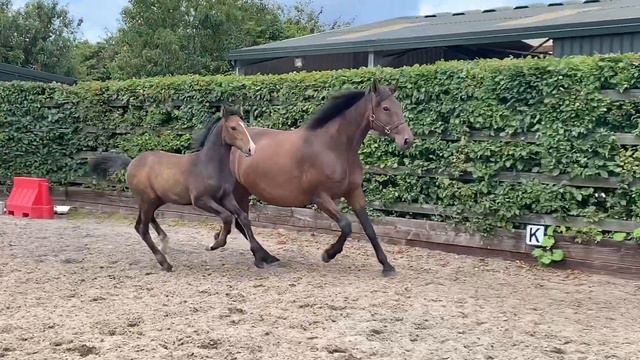 2020 Colt by Clewbay Bouncer (RID) x Garrison Royale (ISH) смотреть онлайн