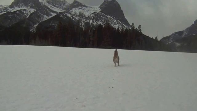 Berger Picard Winter смотреть онлайн