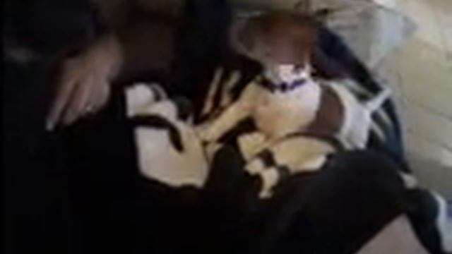 Tuffer the Killer Jack Russell Terrier смотреть онлайн