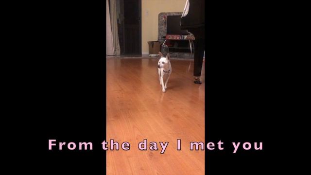 In Loving Memory of Summit 💕 смотреть онлайн