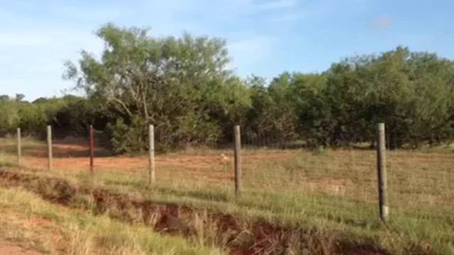 Wild rabbits playing смотреть онлайн