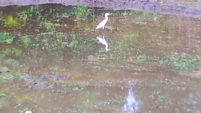 My Video смотреть онлайн