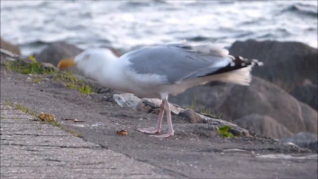 Möwe zerlegt Krebs смотреть онлайн