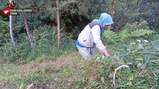 petani sayur‼️SEBELUM BERKEBUN CARI RUMPUT DULU UNTUK SAPI ||eva belajar tani смотреть онлайн