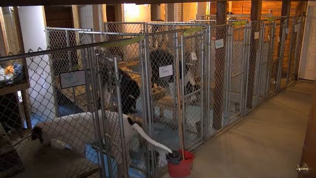 Arena kennels Shannon Tom Liv Megan Walter Lainie 452018 смотреть онлайн