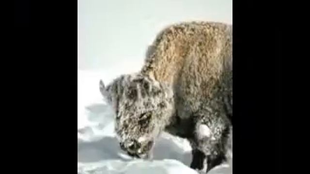 BHAI BAKSHISH SINGH- AAJ MOREY AYEH HE смотреть онлайн