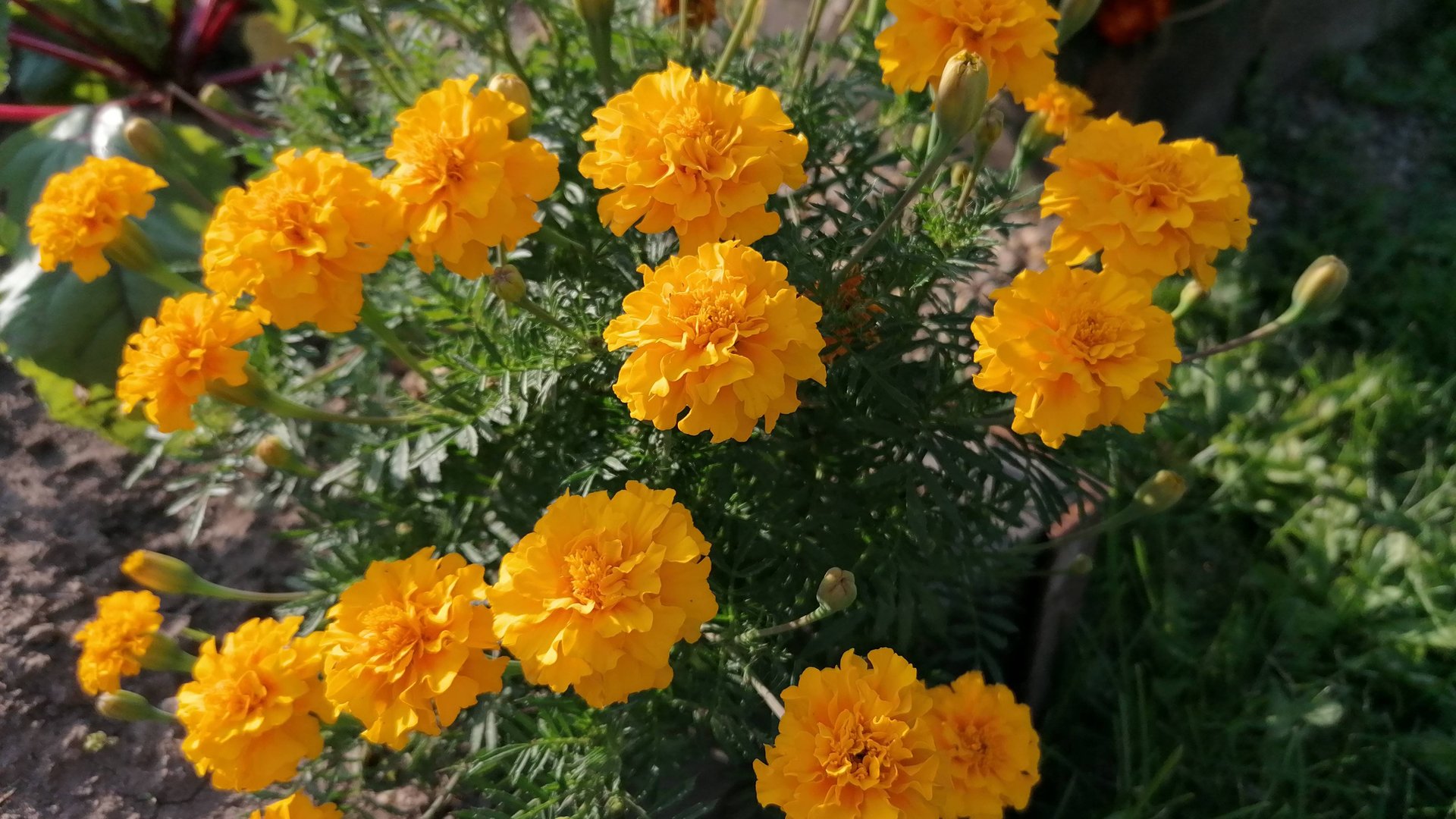 Как можно использовать бархатцы осенью: польза и применение. смотреть онлайн