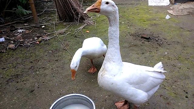Swans Eating || Swans Video Show || Funny Swans Show || Goose & Gesse || смотреть онлайн