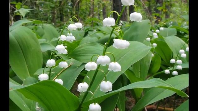 Нежность и красота... музыки и природы...