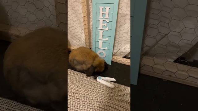 Pretzel The Bun (Bunny) shopping spree смотреть онлайн