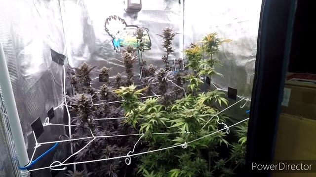 Mars Hydro Grow Journal + TS1000 + 2x2 Grow Tent,  Unknown Bag Seed Grow