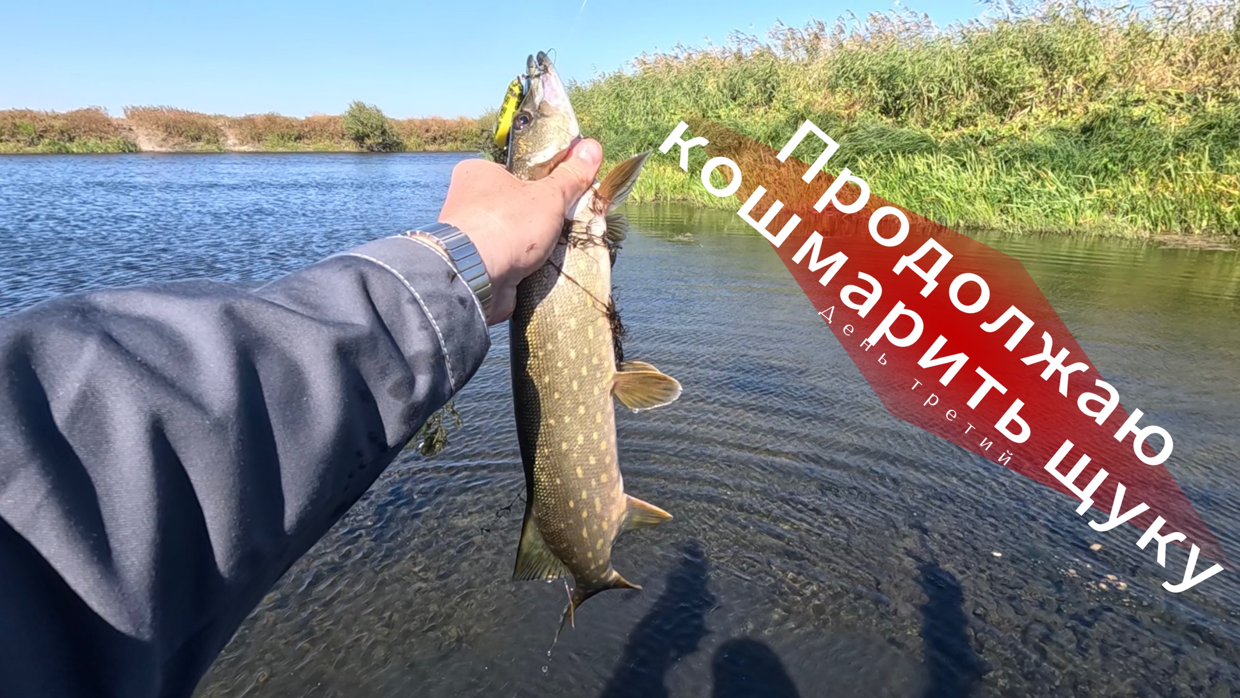 Продолжаю ловить щуку. Третий день рыбалки.
Ловля щуки на воблера. Окунь в довесок.