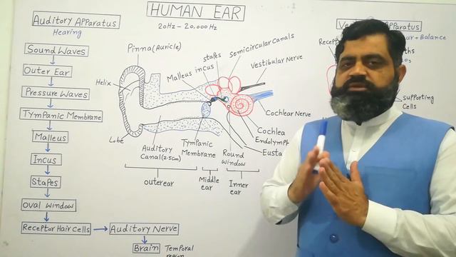 Structure of Ear Urdu /Hindi medium @prof.masoodfuzail| Vestibular Apparatus | Anatomy of Ear смотреть онлайн