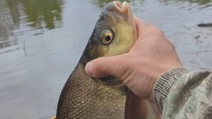 Рыбалка весной на поплавок. Ловля красноперки, густеры, плотвы.