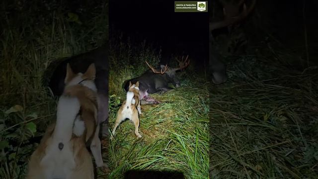 Взяли лося на реву 👍 смотреть онлайн