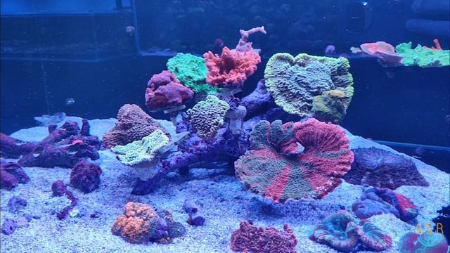 Mix Reef 530