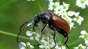Шум воды, пение птиц, лягушек. Звуки природы для медитации и расслабления