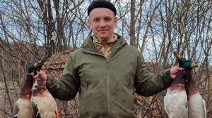 Охота с подсадной уткой! Весна 2024. Дашка работает!