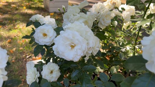 IMG_2593 смотреть онлайн