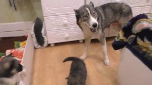 Щенки Хаски требуют свободу!