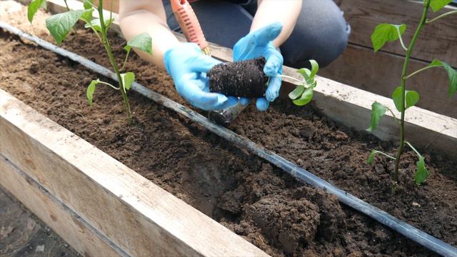 СЛАДКИЙ ПЕРЕЦ БУТУЗ смотреть онлайн