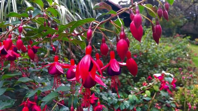 Najładniejsze odmiany fuksji mrozoodpornych смотреть онлайн