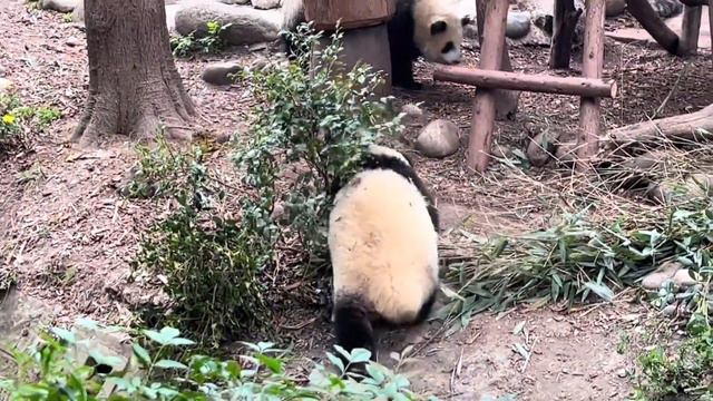 DuoDuo & YaSong go out together with same pace💞are chased by mama YaLi 多多雅颂出门上班好有默契并驾齐驱，双双被雅莉麻麻推下了沟 смотреть онлайн