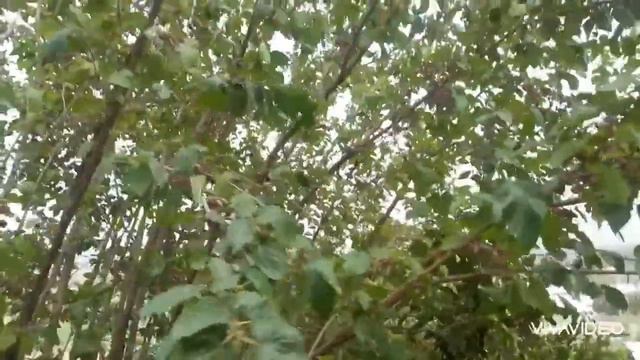 Нашид Мухаммад я расулуллох @islomuz @IXLOSTV