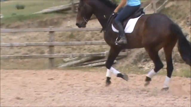 Painted Black/Wolfgang 5yr old mare смотреть онлайн