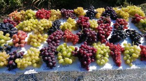 Самый вкусный виноград 2024 г.