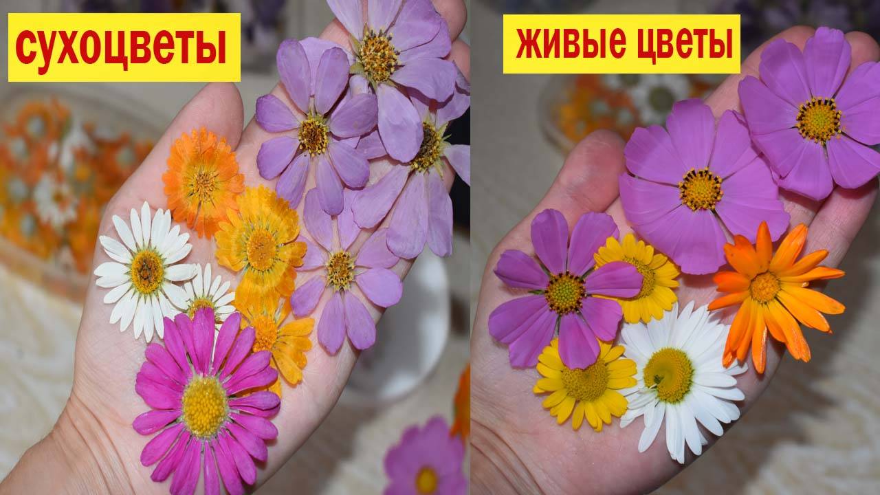 КАК СУШИТЬ ЦВЕТЫ🌺 Сухоцвет не отличить от живых цветов!🌺 Объемная сушка🌺 Где взять сухоцветы_ 🌺 смотреть онлайн