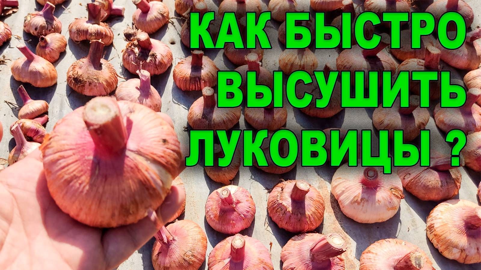 🔥 СУПЕР-МЕТОД высушки луковиц ОСЕНЬЮ! 💯КАК ВЫСУШИТЬ ЛУКОВИЦЫ гладиолусов! 💥 Проверено опытом! смотреть онлайн