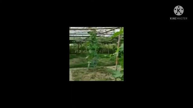 কোমোৰা খেতি কিছুমান তথ্য //CSS-ATMA CENTRAL JORHAT DEV. BLOCK, CHIPAHIKHOLA смотреть онлайн