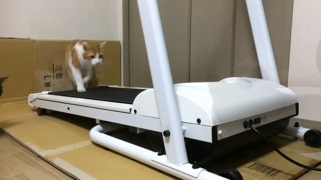 【Funny Cats】ルームランナーで遊ぶ猫 смотреть онлайн