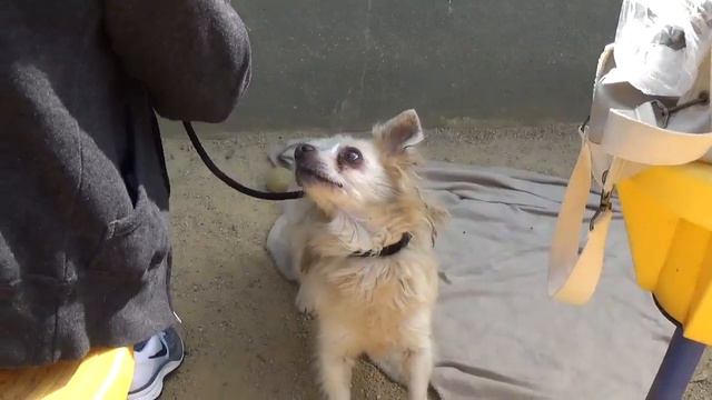 Urgent Please Save Senior Dog Flower ASAP! 11 yr. She is out of time at the shelter. смотреть онлайн