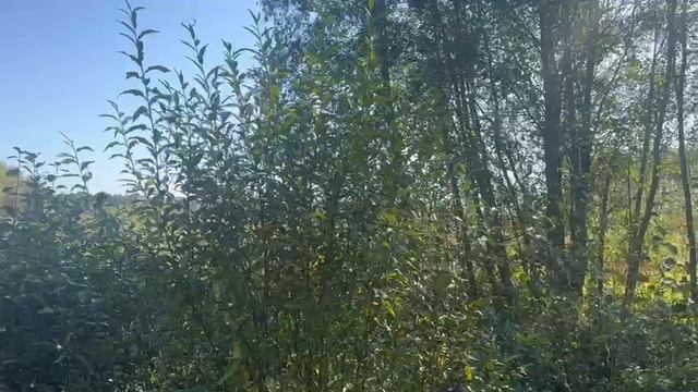 Видео 693 смотреть онлайн