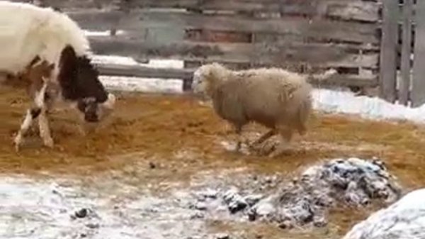 Кто же победит_)