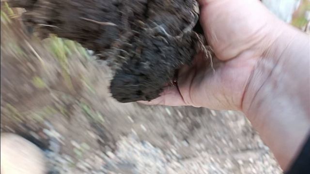 Самый лёгкий способ размножение гортензии 🌺 отводкой 👍 смотреть онлайн