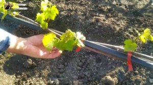 Формировка виноградного куста. Обломка, нормировка куста побегами