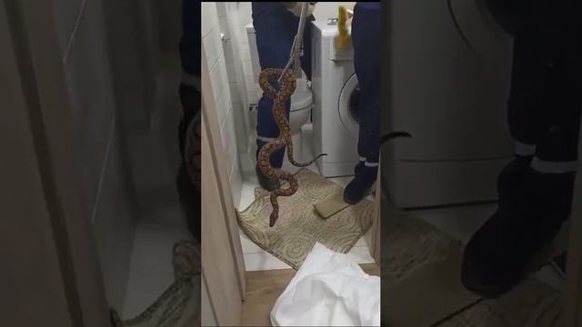 Ещё один мой страх))) Змея в канализации. смотреть онлайн